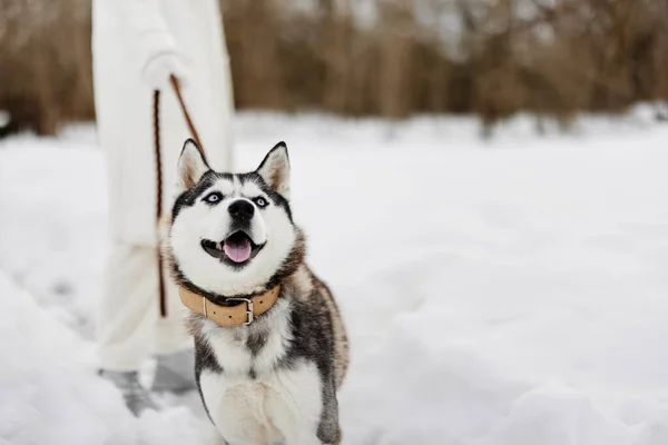 Nő egy fajtiszta kutya a hó séta játék pihenés téli ünnepek — Stock Fotó