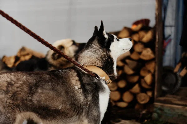 Dos perros de raza pura al aire libre en la naturaleza de invierno — Foto de Stock