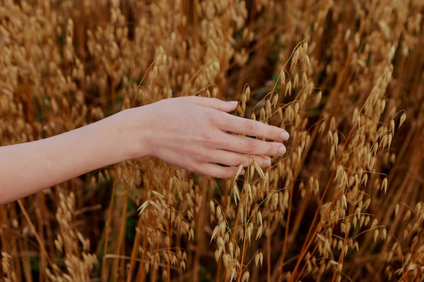 Mão feminina Spikelets de trigo sol natureza agricultura Ar fresco — Fotografia de Stock