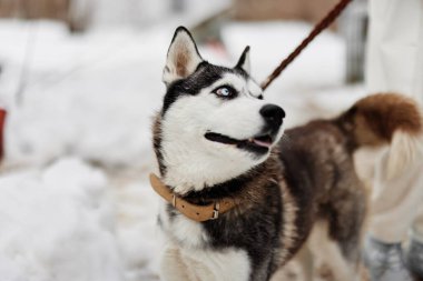 Güzel köpek tasmalı açık hava oyunlarında kar eğlencesi, temiz hava.