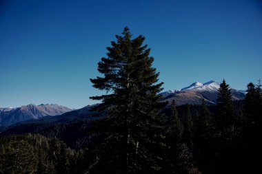 Dağ Ormanı Doğa Sarsıcı Panoramik Manzara