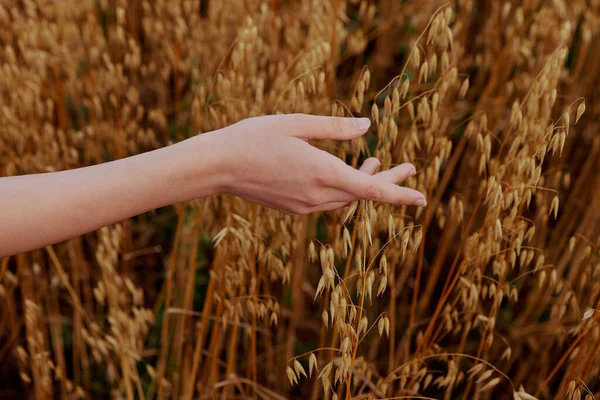 女性手小麦畑農業工場 高品質の写真 — ストック写真