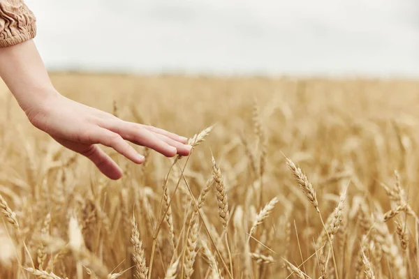 Hand Ähren Weizen Ernten Bio Herbstsaisonkonzept Hochwertiges Foto — Stockfoto