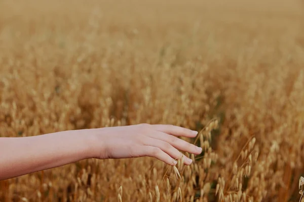 人間の手小麦作物農業分野ライフスタイル — ストック写真
