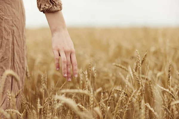 Mão feminina o agricultor em causa o amadurecimento de espigas de trigo no início do verão campo sem fim — Fotografia de Stock