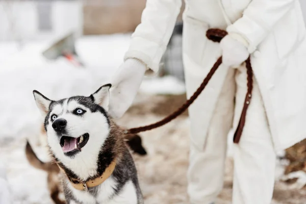Fiatal nő husky téli táj séta barátság friss levegő — Stock Fotó