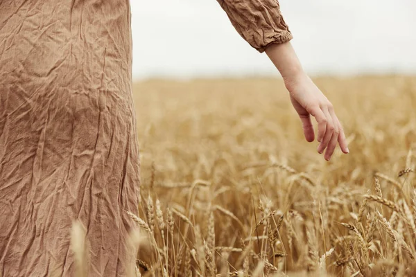 황금빛밀 밭에 닿은 끝없는 유기 농토를 수확하는 밀의 물갈퀴 — 스톡 사진