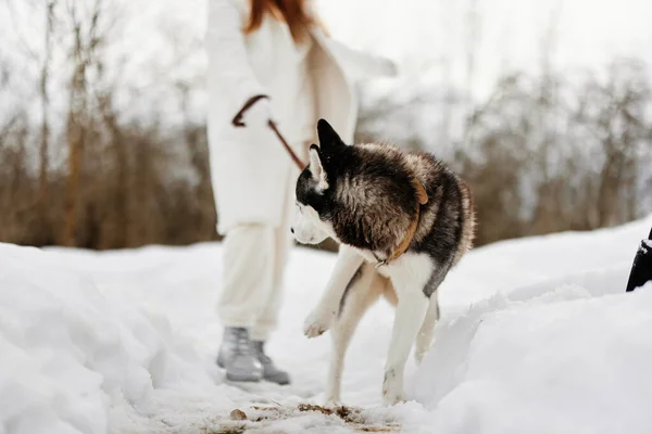 Jovem mulher com husky inverno paisagem passeio amizade ar fresco — Fotografia de Stock