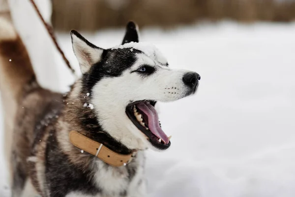 Saf köpeği olan bir kadın dışarıda oyun oynuyor. Kar, kış tatillerinde seyahat ediyor. — Stok fotoğraf