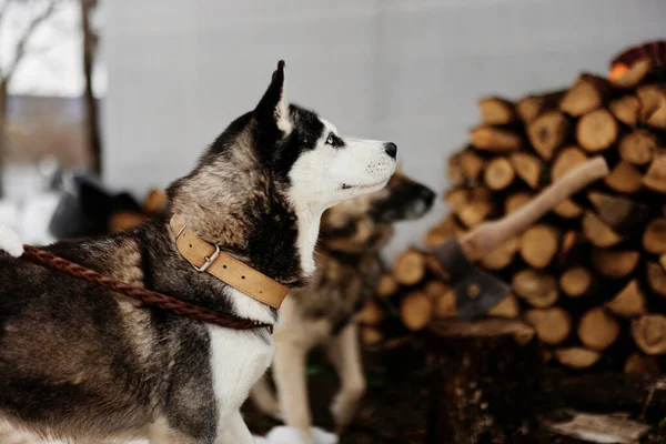 Kışın açık havada yürürken tasmalı iki köpek. — Stok fotoğraf