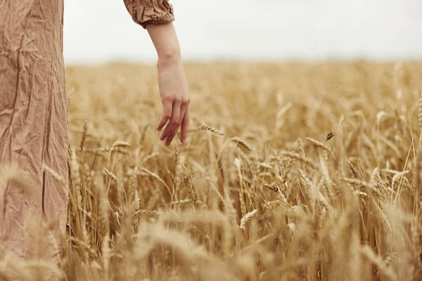 Tocando campo de trigo dourado indústria rural cultivo campo infinito — Fotografia de Stock