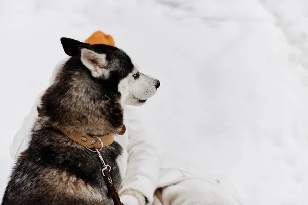Fiatal nő a hóban játszik egy kutya szórakoztató barátság Életmód — Stock Fotó
