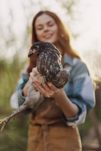 A happy young woman smiles as she looks into the camera and holds a young chicken that lays eggs for her farm in the sunlight. The concept of caring and healthy poultry. High quality photo
