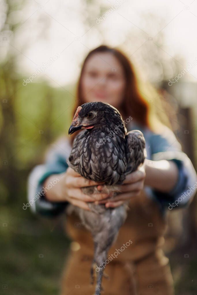 A happy young woman smiles as she looks into the camera and holds a young chicken that lays eggs for her farm in the sunlight. The concept of caring and healthy poultry. High quality photo