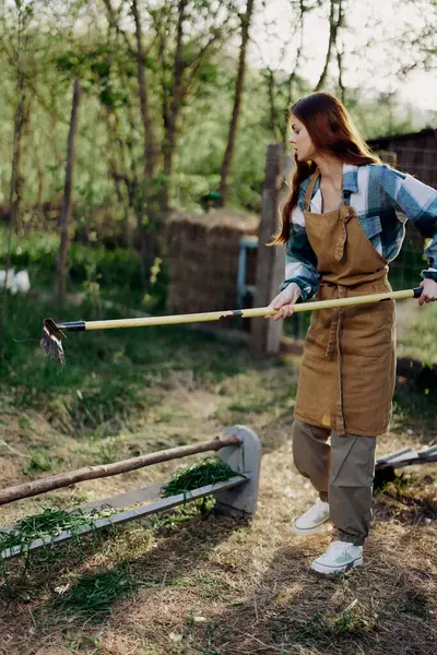 Woman farmer cleans poultry pen with rake to maintain order and care for chickens on outdoor farm. High quality photo