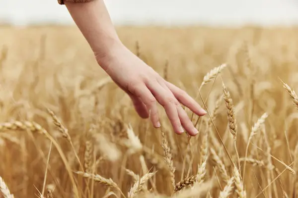 Female Hand Wheat Field Autumn Season Concept High Quality Photo — Stockfoto