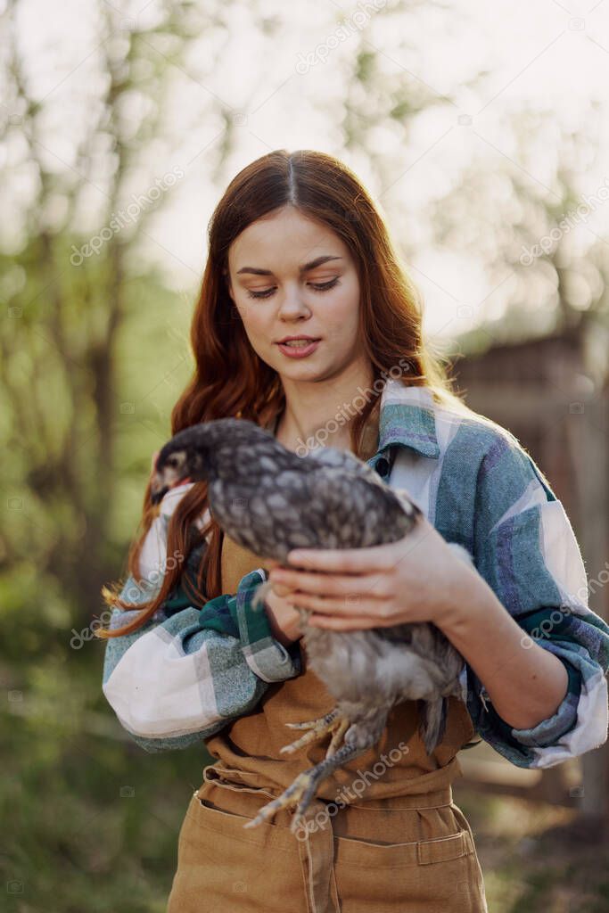 A woman farmer holds a chicken and looks at it to check the health and general condition of the bird on her home farm in the outdoor pen . High quality photo