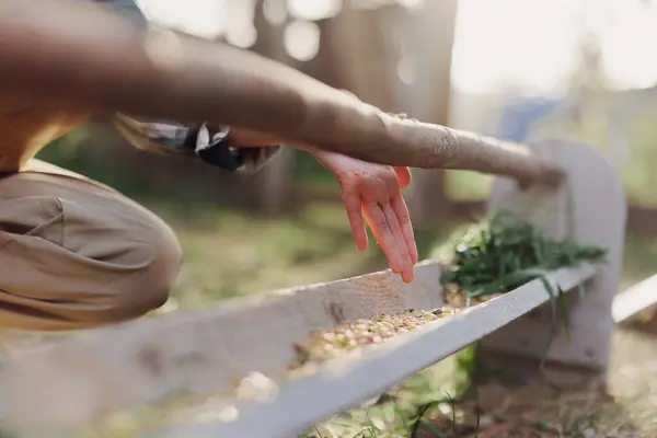 Woman Works Farm Feeds Her Chickens Healthy Food Putting Young — Stock Photo, Image