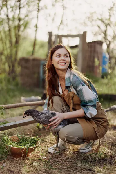 A woman farmer holds a chicken and looks at it to check the health and general condition of the bird on her home farm in the outdoor pen . High quality photo