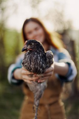 Genç ve mutlu bir kadın kameraya bakıp gülümsüyor ve çiftliği için gün ışığında yumurtlayan genç bir tavuğu tutuyor. Şefkat ve sağlıklı kümes hayvanları kavramı. Yüksek kalite fotoğraf