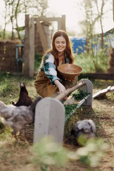 Woman farmer smiles feeds birds chickens organic food for bird health and good eggs and care for the environment, sunset light. High quality photo