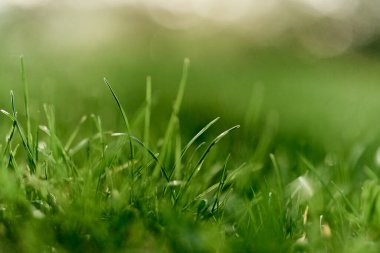 Yeşil çim yakın plan, maket yap ve uzayı kopyala. Yüksek kalite fotoğraf