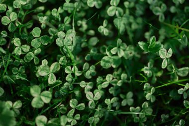 Taze yeşil yonca yaprakları ve çimenler için mikro yonca yaz güneşinin ışınları, modern bir arazi planının peyzajı. Yüksek kalite fotoğraf