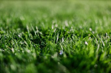 Parktaki genç yeşil çimlerin görüntüsü, arka planda güzel bir bulanıklık ile yakından çekilmiş. Yüksek kalite fotoğraf