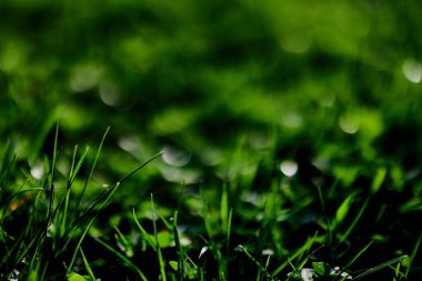 Çimlerin yapraklarının yakınındaki yeşil çimenler. Çevre kirliliği olmayan doğa koruma, temiz hava. Yüksek kalite fotoğraf