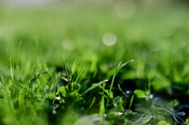 Çayırda yetişen taze çimenler. Yüksek kalite fotoğraf