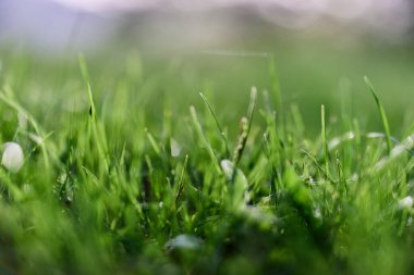 Baharda yeşil çimen, yakın plan fotoğraf. Yüksek kalite fotoğraf
