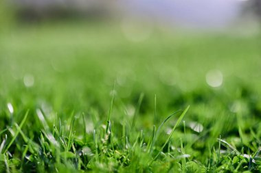 Güneş ışığının altında yeşil yaz otları, dünyanın doğasını koruyor. Yüksek kalite fotoğraf