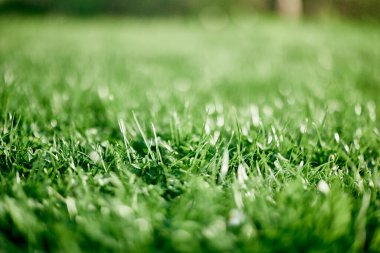 Taze yeşil çimen yaprakları yakından, yonca ve mikro yonca filizleri peyzaj tasarımı ve bahçe düzenlemesi için. Ekoloji ve doğayla ilgilenmek bir yaşam biçimi. Yüksek kalite fotoğraf