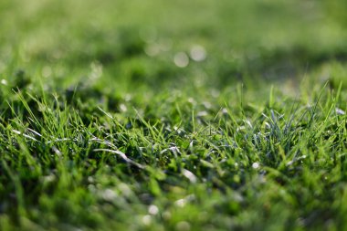 Parktaki genç yeşil çimlerin görüntüsü, arka planda güzel bir bulanıklık ile yakından çekilmiş. Yüksek kalite fotoğraf