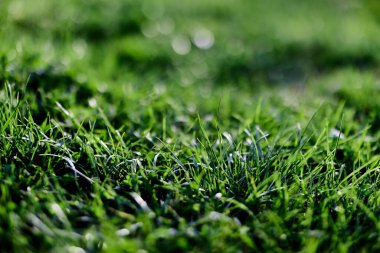 Bahar genç çimenleri, güneş ışığıyla aydınlatılır. Yaşamın enerjisi, sağlıklı bir gezegen. Yüksek kalite fotoğraf