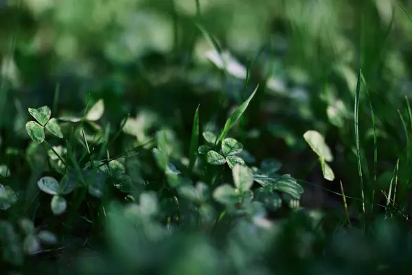 Groene Gras Plantkunde Natuur Landschapsarchitectuur Voor Het Thuisgebied Landschapsarchitectuur Het — Stockfoto