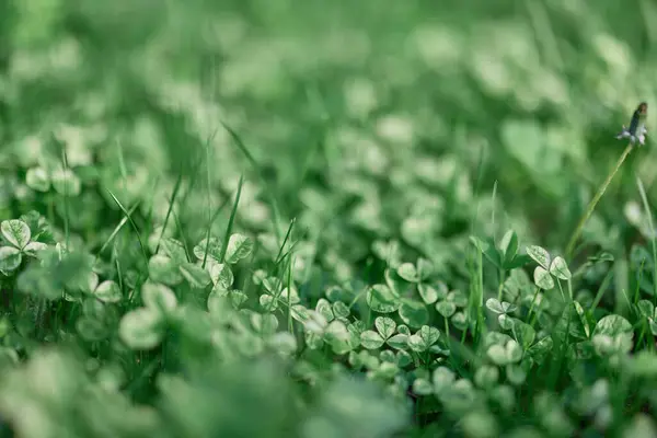 Fresh Green Leaves Clover Grass Micro Clover Lawn Rays Summer — Stock Photo, Image