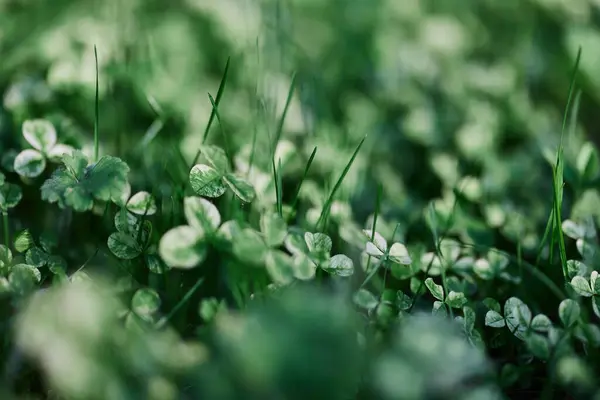 Young Green Clover Leaf Grass Myrcroclover Seeds Fertilizer Beautiful Lawn — Stock Photo, Image