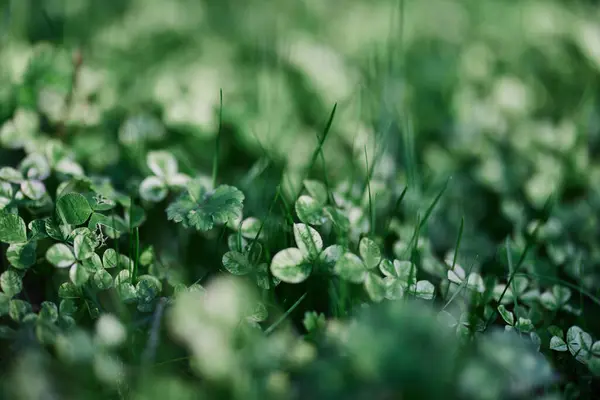 Young Green Leaves Jib Close Fresh Lawn Grass Summer Ground — Stock Photo, Image