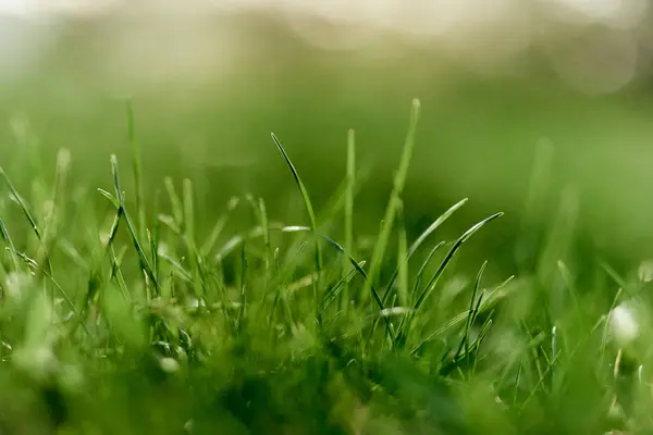 Green grass leaves in close-up, mock up and copy space. High quality photo