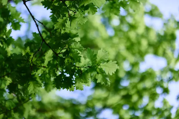 Свежие Зеленые Листья Дуба Фоне Солнечного Безоблачного Неба Высокое Качество — стоковое фото