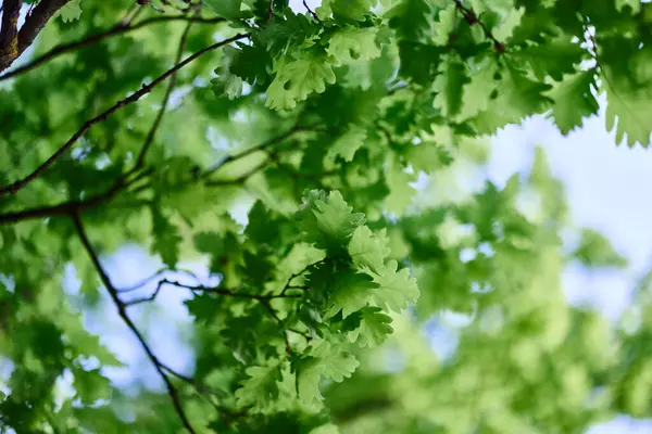 Green Leaves Oak Tree Close Sky Sunlight Forest High Quality — Stock Photo, Image