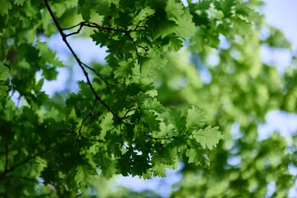 Frisch Grüne Blätter Der Eiche Vor Einem Sonnigen Wolkenlosen Himmel — Stockfoto