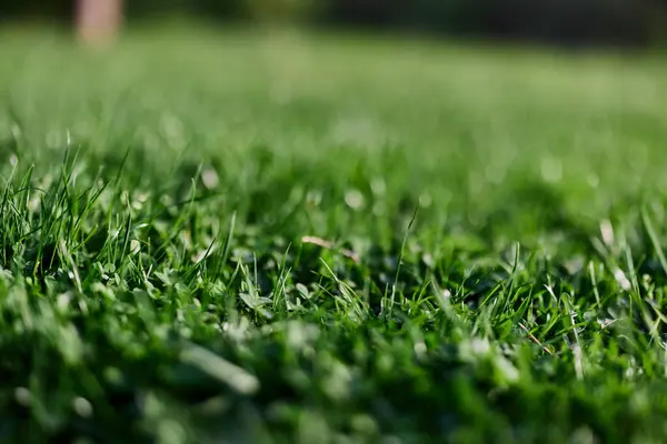 Blick Auf Junges Grünes Gras Park Aufgenommen Aus Der Nähe — Stockfoto