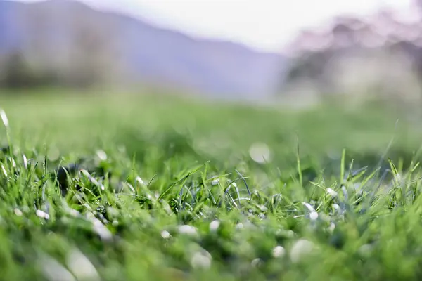 Leaves Green Young Grass Background Alpine Mountains Spring Landscape Close — Stock Photo, Image