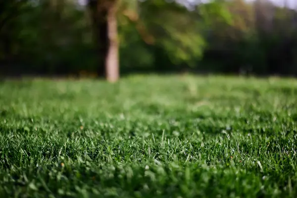 Groene Bladeren Van Vers Jong Gras Het Zonlicht Van Zonsondergang — Stockfoto