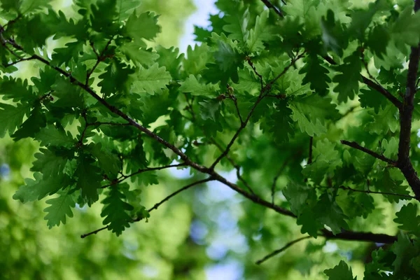 Зеленые Листья Дуба Ветвях Светятся Против Голубого Неба Солнечного Света — стоковое фото