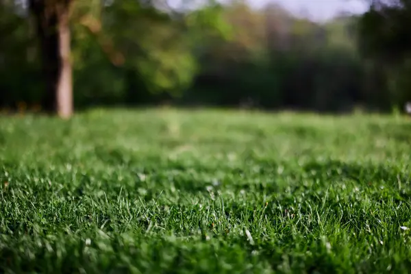 Fresh Green Grass Alpine Meadow Sunlight High Quality Photo — Stock Photo, Image