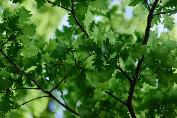 Zielone Liście Dębu Gałęziach Świecą Przeciw Błękitnemu Niebu Słońcu Flora — Zdjęcie stockowe