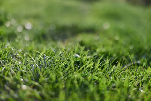 View Young Green Grass Park Taken Close Beautiful Blurring Background — Stock Photo, Image